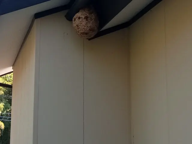 【蜂駆除】群馬県内指定地域密着！作業外注一切なし！サービスの画像