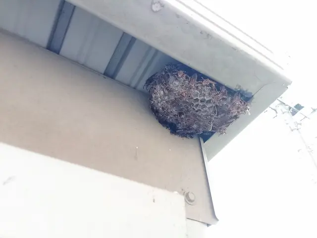 【蜂駆除】群馬県内指定地域密着！作業外注一切なし！サービスの画像