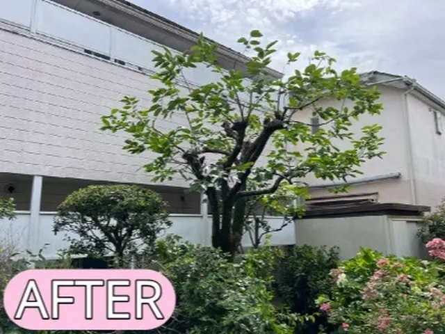 庭木の剪定・一本から承ります。ご遠慮なくお申し付けください。サービスの画像