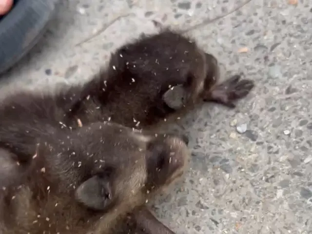 ツインビーサービスの画像