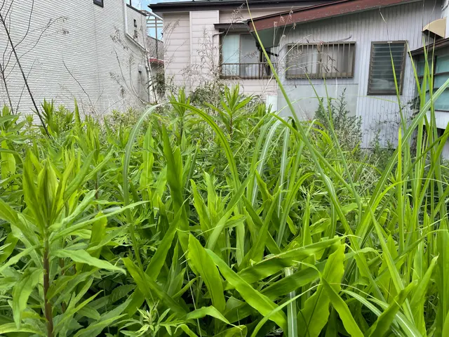 手に負えなくなった雑草お任せください！雑草対策もご相談ください♪ゴミ回収費コミ！サービスの画像