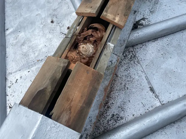 【安心の明朗会計】那須塩原市発　プロにお任せください　スズメバチ10,000円〜サービスの画像