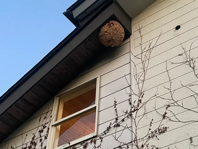 【安心の明朗会計】那須塩原市発　プロにお任せください　スズメバチ10,000円〜サービスの画像