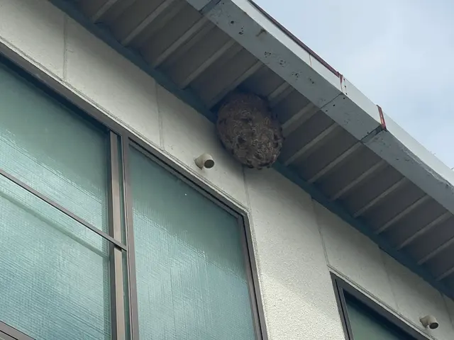 【安心の明朗会計】那須塩原市発　プロにお任せください　スズメバチ10,000円〜サービスの画像