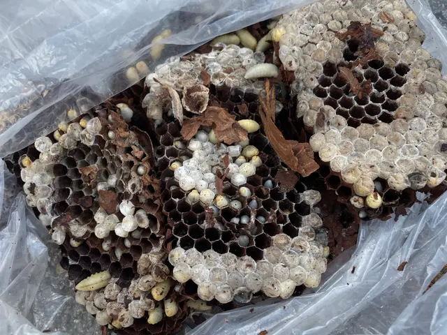 【安心の明朗会計】那須塩原市発　プロにお任せください　スズメバチ10,000円〜サービスの画像