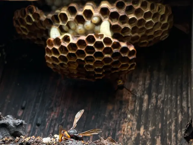 【安心の明朗会計】那須塩原市発　プロにお任せください　スズメバチ10,000円〜サービスの画像