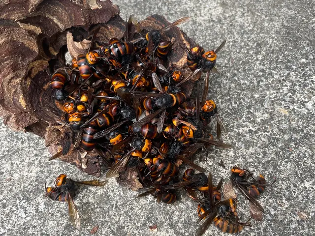 【安心の明朗会計】那須塩原市発　プロにお任せください　スズメバチ10,000円〜サービスの画像