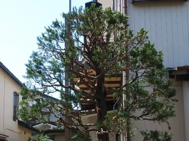 『お客様と長いお付き合いを』モットーに。綺麗で丁寧に剪定。何でもご相談下さいませサービスの画像