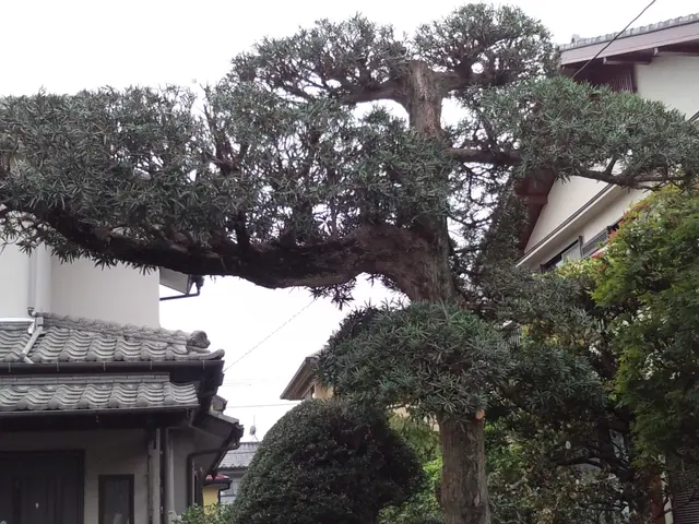 『お客様と長いお付き合いを』モットーに。綺麗で丁寧に剪定。何でもご相談下さいませサービスの画像