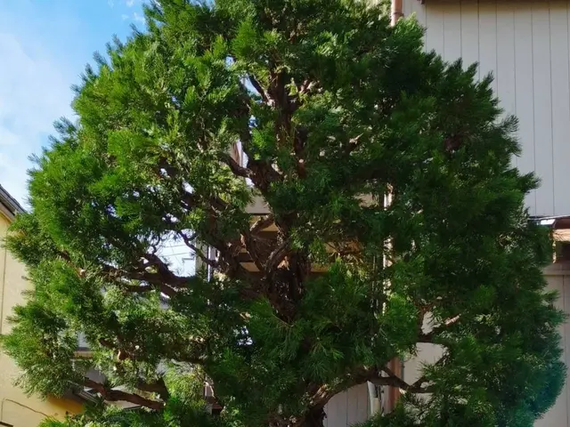 『お客様と長いお付き合いを』モットーに。綺麗で丁寧に剪定。何でもご相談下さいませサービスの画像