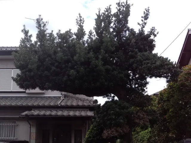 『お客様と長いお付き合いを』モットーに。綺麗で丁寧に剪定。何でもご相談下さいませサービスの画像