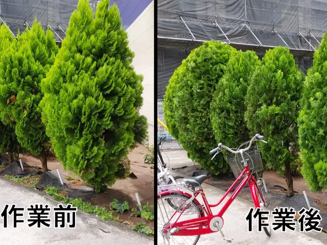 『お客様と長いお付き合いを』モットーに。綺麗で丁寧に剪定。何でもご相談下さいませサービスの画像