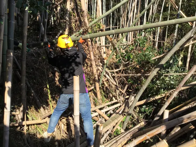 庭木の伐採、抜根承ります！サービスの画像