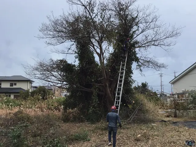 庭木の伐採、抜根承ります！サービスの画像