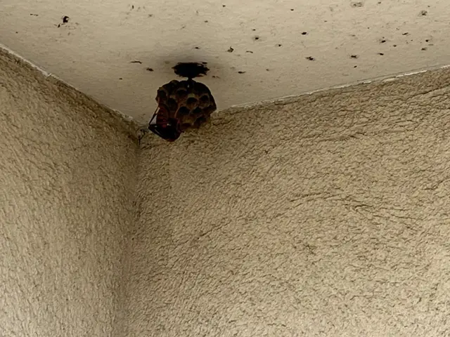 蜂が活発に巣を作り始める時期です。巣を見つけたらすぐにご相談ください。サービスの画像