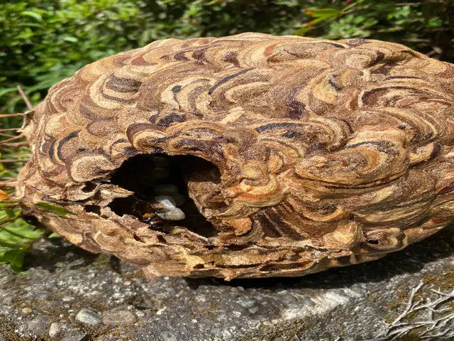 蜂が活発に巣を作り始める時期です。巣を見つけたらすぐにご相談ください。サービスの画像