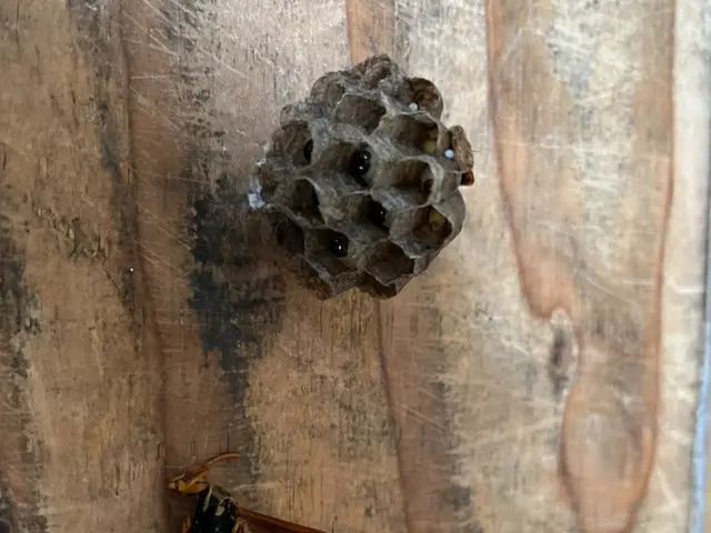 蜂が活発に巣を作り始める時期です。巣を見つけたらすぐにご相談ください。サービスの画像