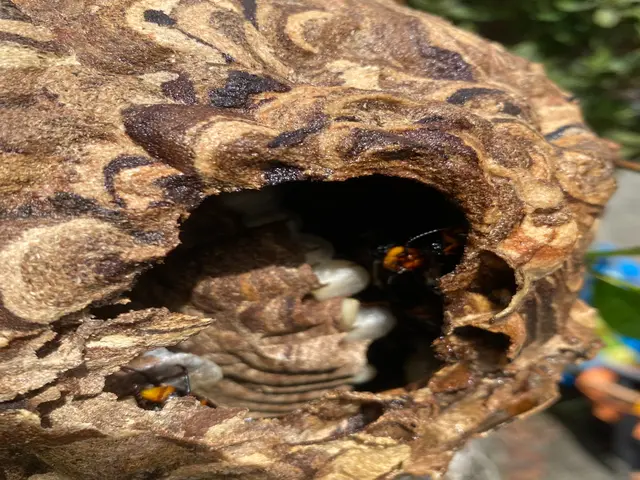 蜂が活発に巣を作り始める時期です。巣を見つけたらすぐにご相談ください。サービスの画像