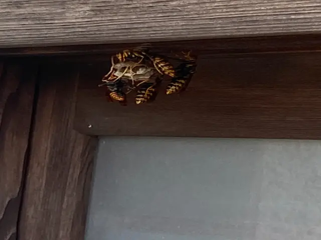 蜂が活発に巣を作り始める時期です。巣を見つけたらすぐにご相談ください。サービスの画像