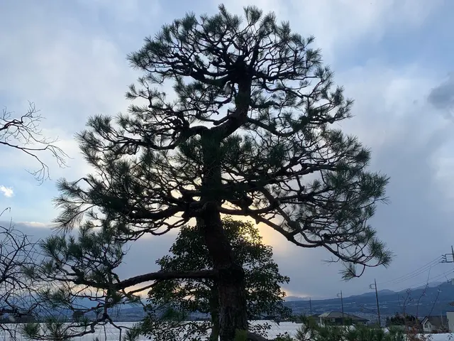 【年中無休】24年の職人技☆1000件以上の実績☆10年後まで考えた丁寧な剪定サービスの画像