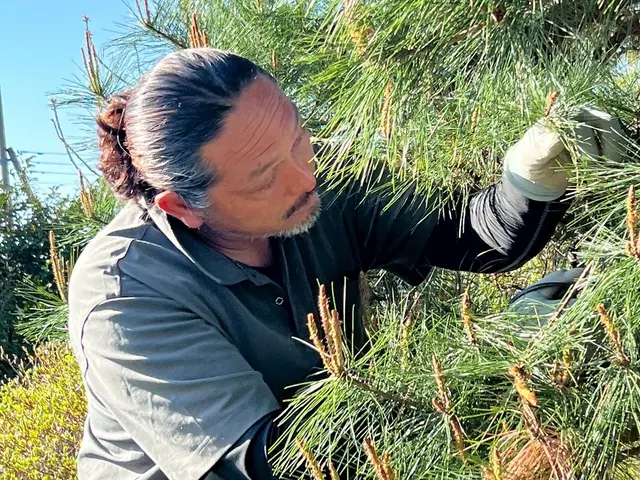 【年中無休】24年の職人技☆1000件以上の実績☆10年後まで考えた丁寧な剪定サービスの画像