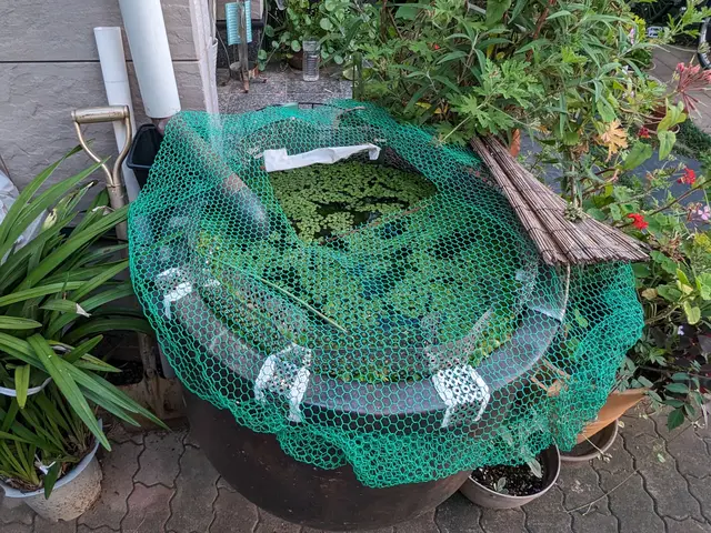 《お庭の池・水瓶・水槽》お掃除させて頂きます！サービスの画像