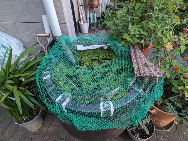 《お庭の池・水瓶・水槽》お掃除させて頂きます！サービスの画像