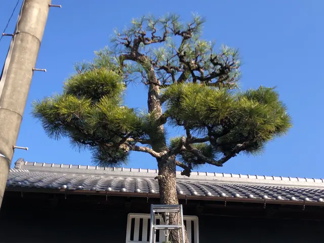 【職人歴10年】庭専門のプロがなんでも相談にのります！！剪定技術も叩き上げです！サービスの画像