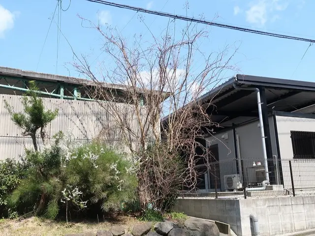 気になる木をスッキリ・サッパリ致します。サービスの画像