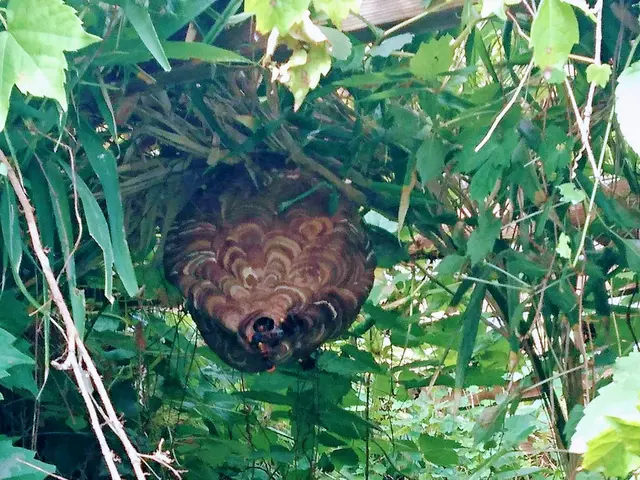 蜂の巣駆除サービスの画像