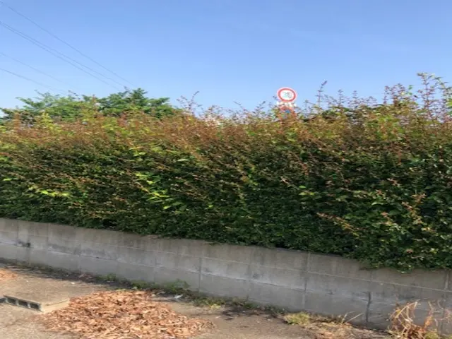 ◆女性スタッフ必ず同行◆生垣や植え込みをスッキリさせませんか？サービスの画像