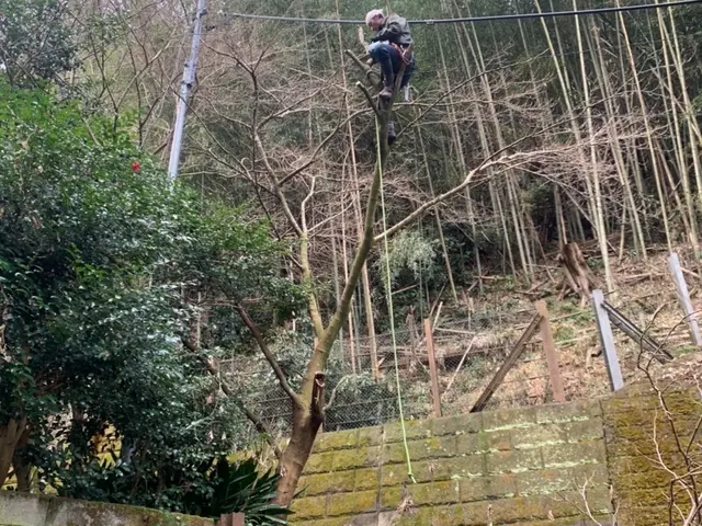 自然風剪定、強剪定、高木剪定、まずはお客様のご希望をお聞かせください！サービスの画像