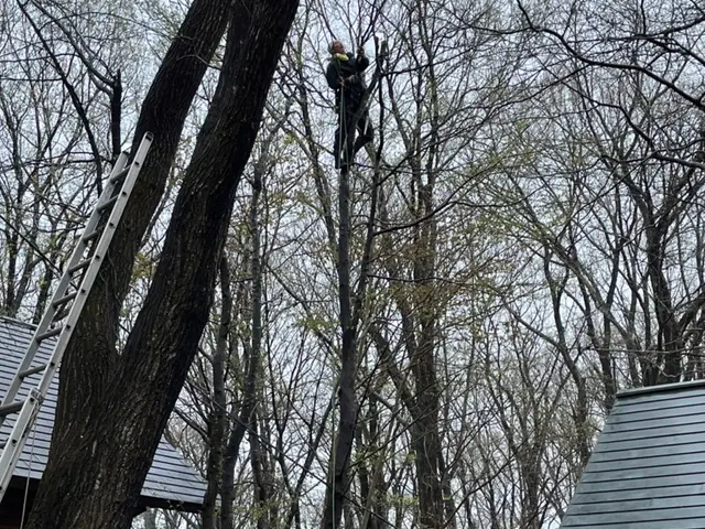 自然風剪定、強剪定、高木剪定、まずはお客様のご希望をお聞かせください！サービスの画像