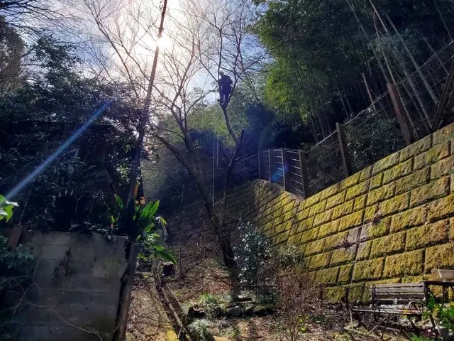 自然風剪定、強剪定、高木剪定、まずはお客様のご希望をお聞かせください！サービスの画像