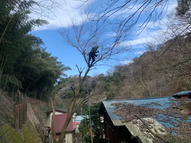 自然風剪定、強剪定、高木剪定、まずはお客様のご希望をお聞かせください！サービスの画像