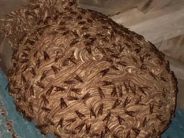 【即日対応OK】危険な蜂の巣を迅速・安全に駆除します！サービスの画像