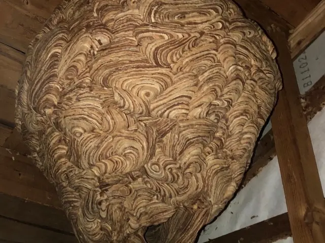 【即日対応OK】危険な蜂の巣を迅速・安全に駆除します！サービスの画像