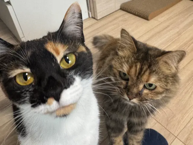 女性有資格者による安心の訪問ペットシッターサービスサービスの画像