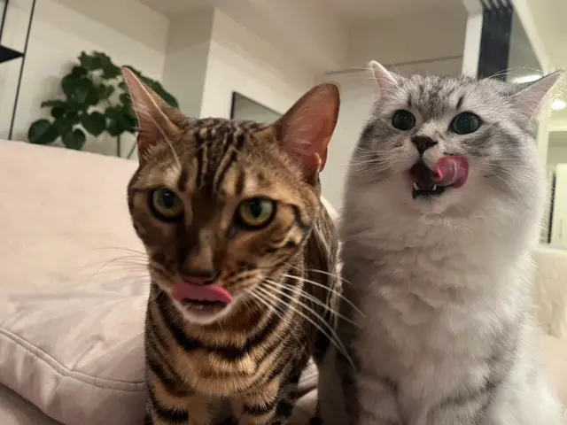 女性有資格者による安心の訪問ペットシッターサービスサービスの画像