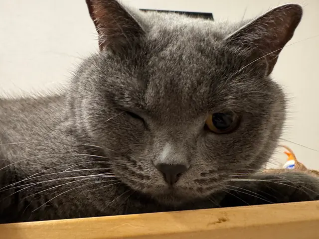 女性有資格者による安心の訪問ペットシッターサービスサービスの画像