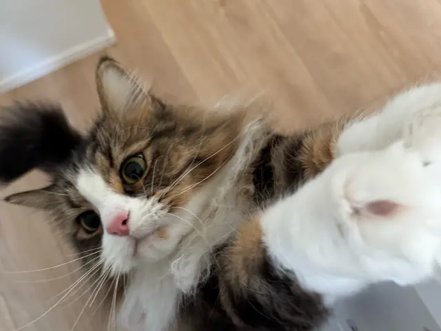 女性有資格者による安心の訪問ペットシッターサービスサービスの画像