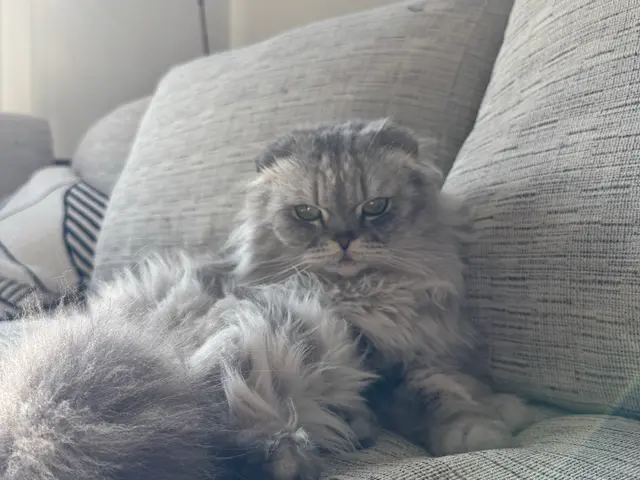 女性有資格者による安心の訪問ペットシッターサービスサービスの画像