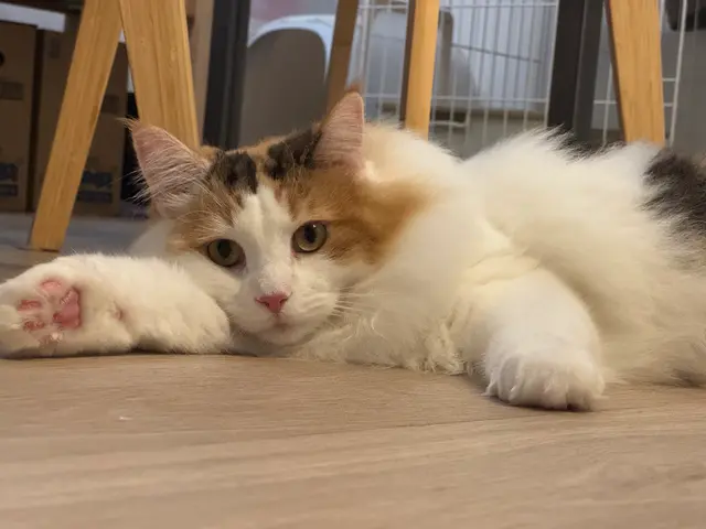 【八王子市】500件以上の実績！猫ちゃんのお世話お任せ下さい◎サービスの画像