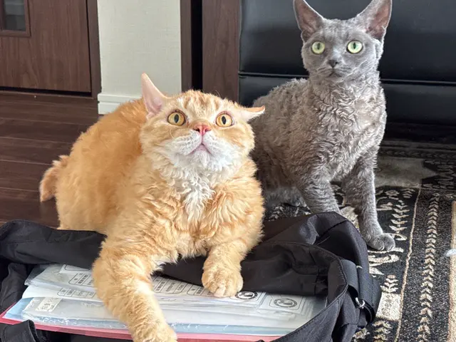 【八王子市】500件以上の実績！猫ちゃんのお世話お任せ下さい◎サービスの画像