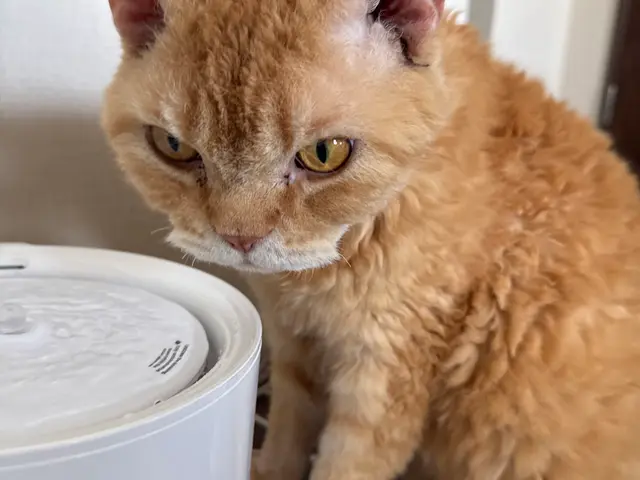 【八王子市】500件以上の実績！猫ちゃんのお世話お任せ下さい◎サービスの画像