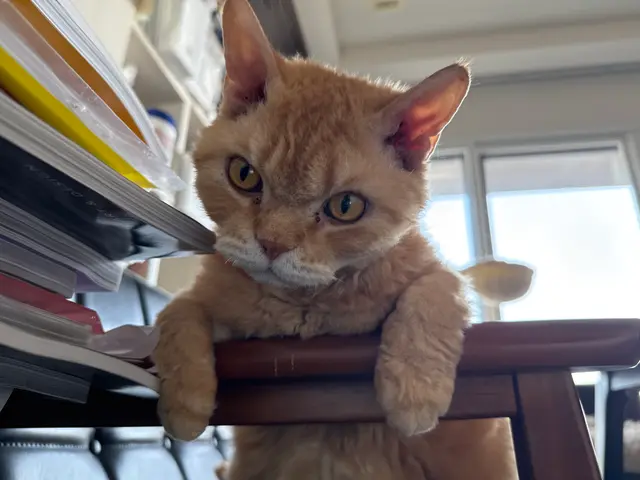 【八王子市】500件以上の実績！猫ちゃんのお世話お任せ下さい◎サービスの画像