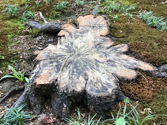 樹木の伐採サービスの画像