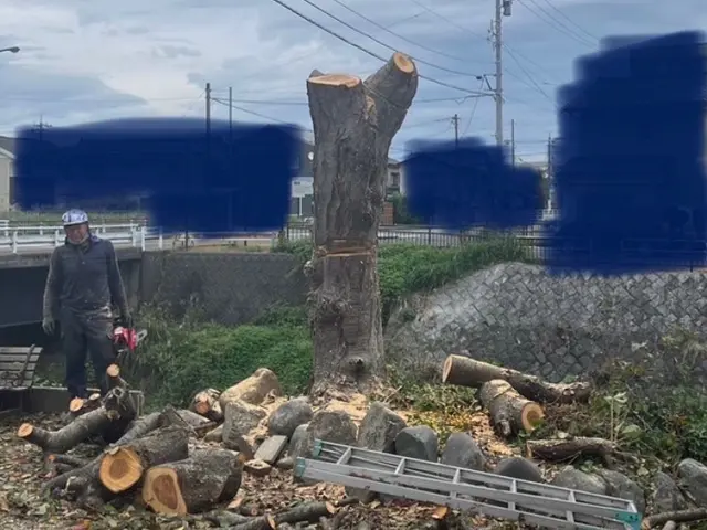 樹木の伐採サービスの画像