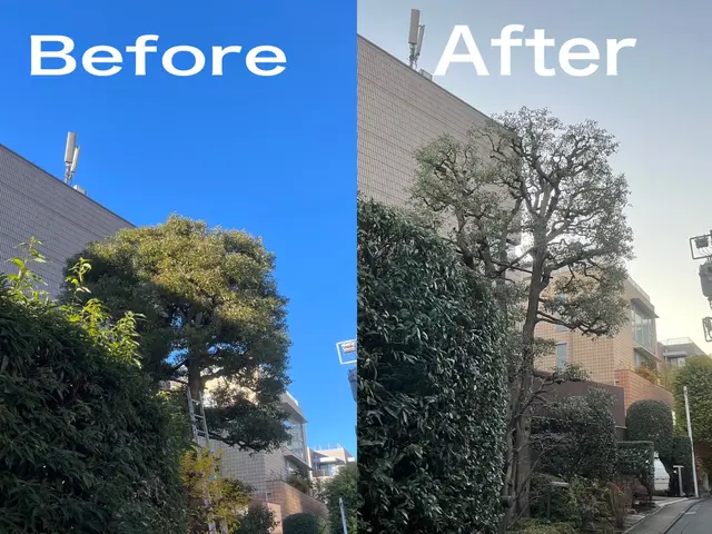 枝葉が風に揺らめく、柔らかい自然風剪定サービスの画像