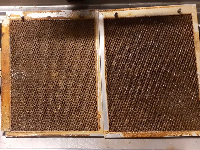 早割11月10％OFF！年末恒例の窓掃除は『大掃除おたすけ隊』にお任せください♪サービスの画像